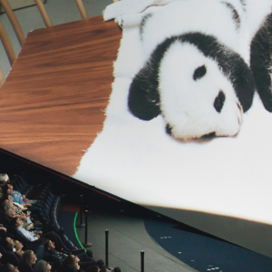 Photo inside of the Heikoff Giant Dome Theater. On the screen are two baby pandas.