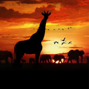 A deep orange sunset back lighting a herd of elephants in the background and a giraffe in the foreground