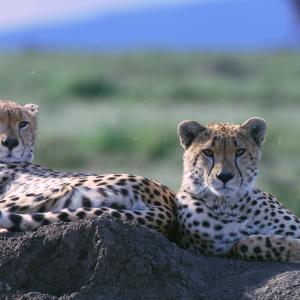 Two cheetahs relax on a rock on the Serengeti. 