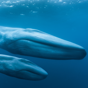 Two blue whales swimming in a blue ocean