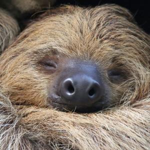 Close-up of a sloth sleeping, it features a sloth from the nose up, filling the entire frame, excluding a tan bar on the left side of the image. The sloth has brown and shaggy hair on top of its head. Its eyes are closed, and its dark and fleshy nose is square with nostrils facing forward. The sloth's hair is thin and coarse with light and dark brown strands.