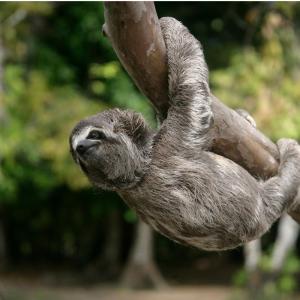 Sloth climbing a tree in the forest