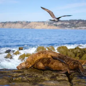 SD wildlife
