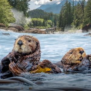 A captivating image displays two otters playfully in a river, surrounded by a lush green backdrop and towering mountain range. The otters vivid fur, a yellow object, and the glistening water create a serene, natures masterpiece.