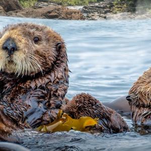 Otters
