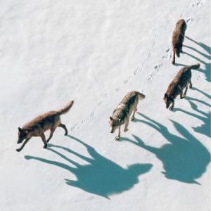 Four wolves walking through the snow