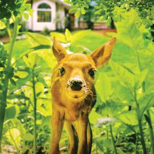 A fawn looking straight to the camera surrounded with plants