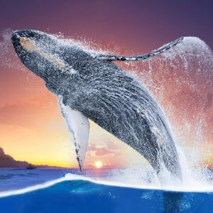 A humpback whale jumping off the ocean